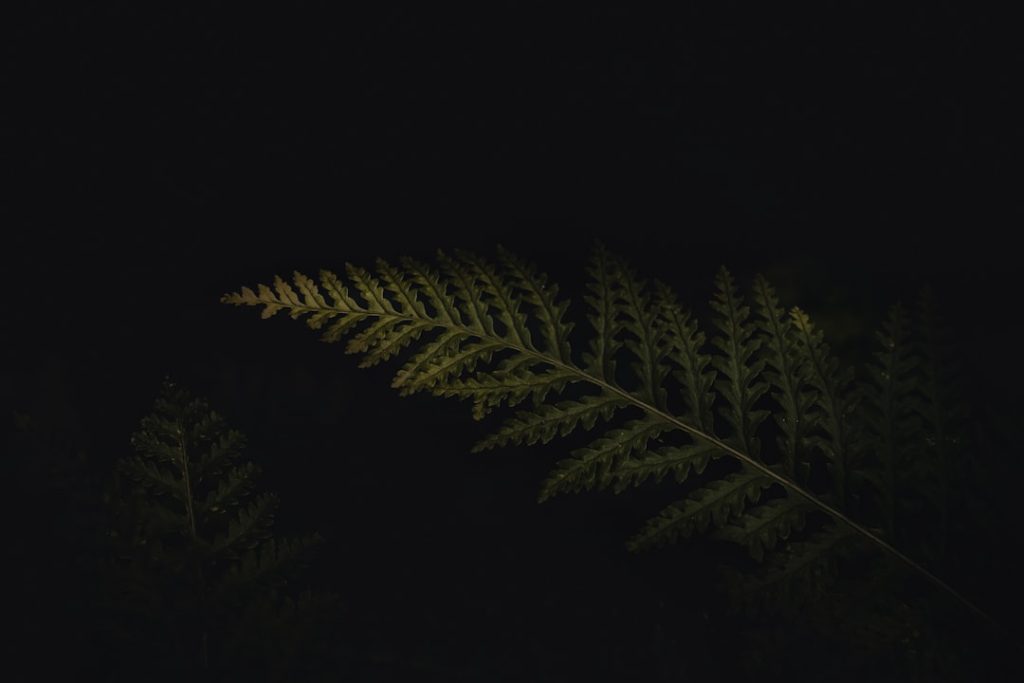Photo bamboo lights
