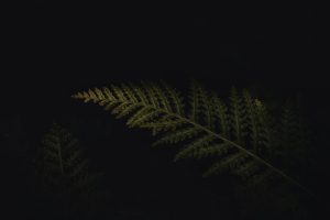 Photo bamboo lights