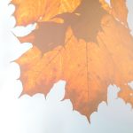 Enhance Your Outdoor Space with Stylish Cement Base Lights